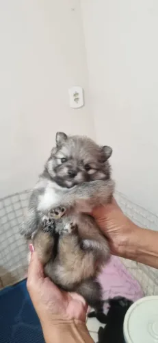 Lulu da Pomerânia