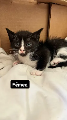 Doação de Gatinhos