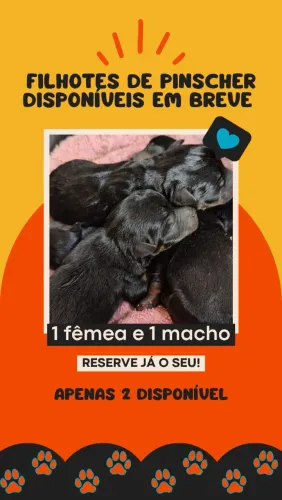 Filhote de pinscher 