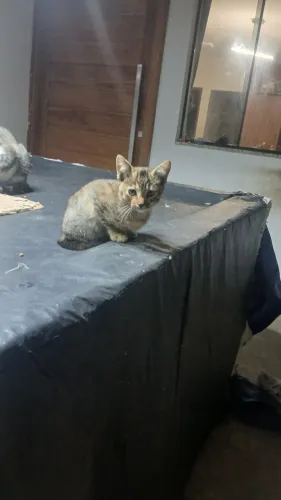Gatinhos para doação