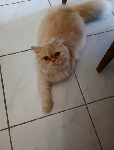 Gato persa macho 