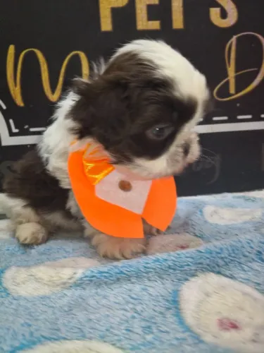 Filhotes de shihtzu disponíveis macho e fêmeas vacinado e vermífugado