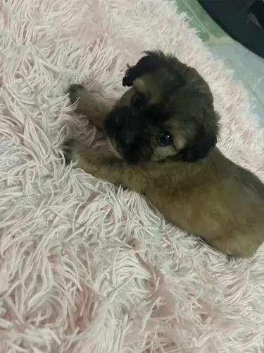 Vende se lindos cachorrinhos