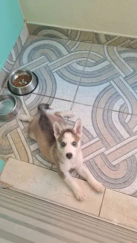 Husky Siberiano Filhote