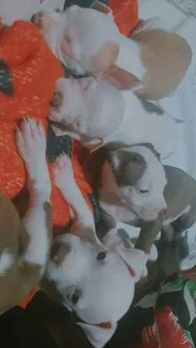 FILHOTES DE PITBULL AMERICAN 