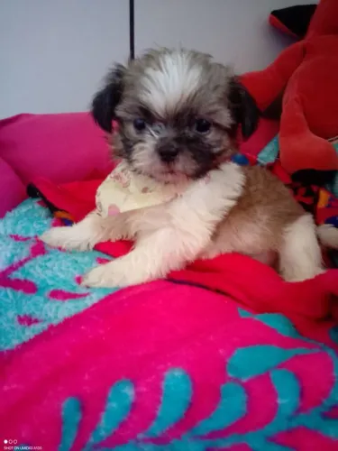 Filhote shih tzu, Filhotes lindos esperando seu novo lar!