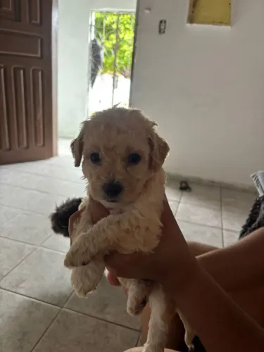 Lindos filhotes poodlles raça pura 