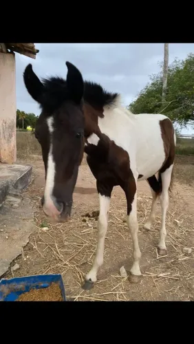 Potra manga larga pura pampa de preto picado genuíno