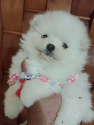 Spitz Alemão Anã Ursinha baby face, em 10x no cartão. Com pedigree e entrega 