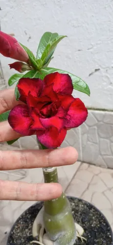 Rosa do deserto Adenium Obesum, enchertada.