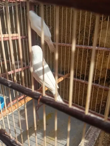 Branco neve muito lindo 
