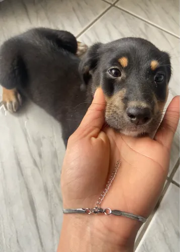 Dosção de filhote de cachorra fêmea 