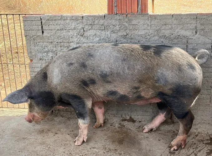 Porca fêmea