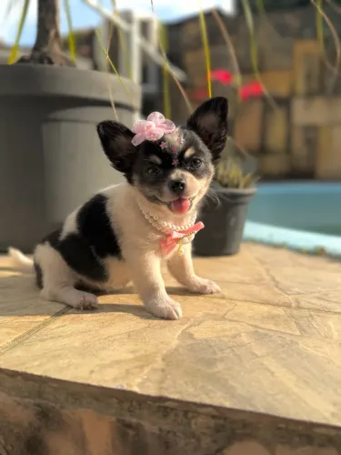 Chihuahua Fêmeaa