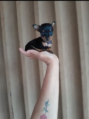 Pinscher macho e fêmea Passo cartão 