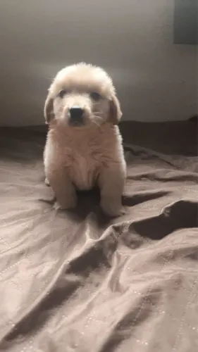 Golden Retriever filhotes para quem busca companhia