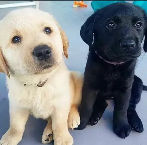 Labrador : chocolate, amarelo e preto ! Dúvidas ?? Chame