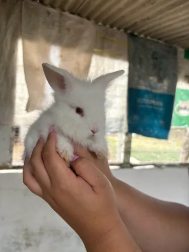 Coelho mestiço Lion peludo filhote marrom e branco