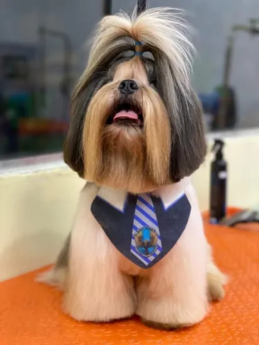 Shih Tzu Filhote