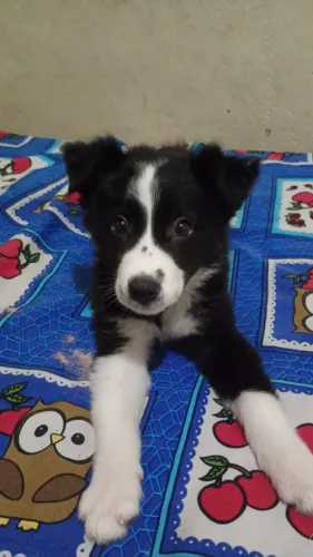 Border Collie 