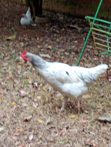 Galinha caipira