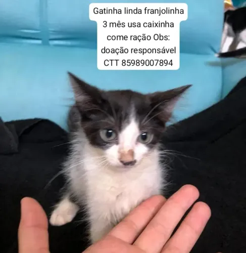 Gatinha