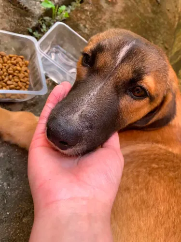 Cachorro perdido para adoção