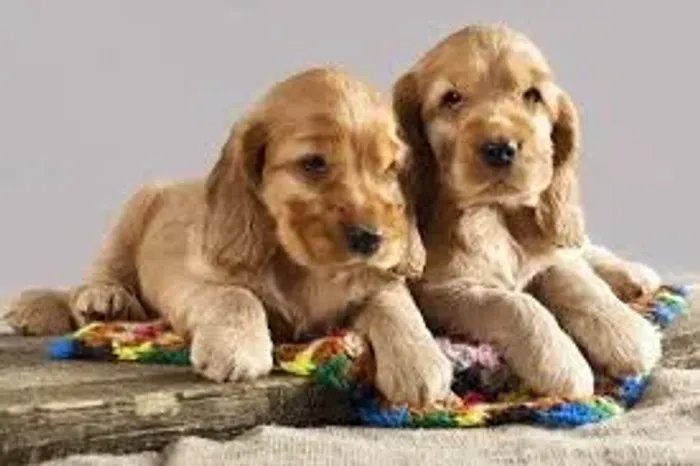 COCKER Orelhinhas encantadoras e muito amor.