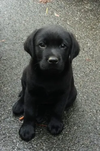 Labrador o presente certo para quem ama cachorros 