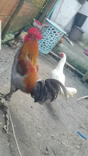 4 garnizes mine pra vender nos preço