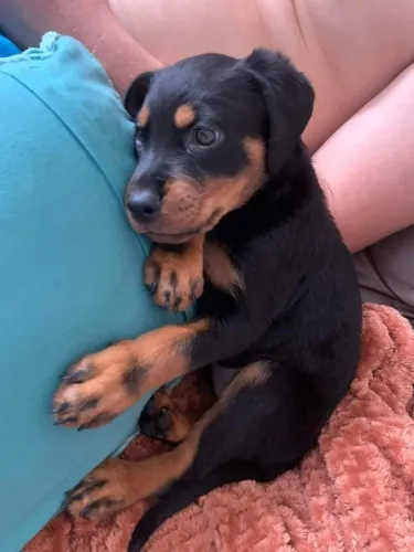 Rottweiler Uma companhia que conquista naturalmente