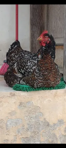 Ovos GSB