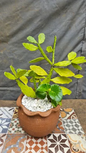 Cacto no vaso de barro