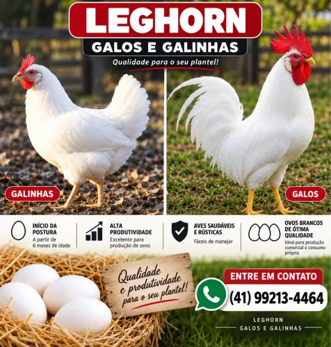 Galinhas poedeiras Legorn
