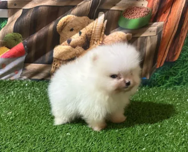 Linda filhote fêmea Ana de spitz alemão