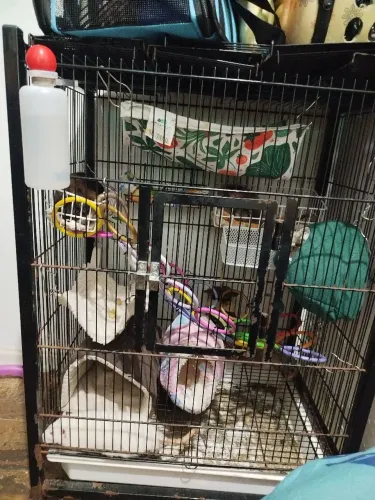 Gaiola usada para roedores (modelo gaiopar 295)