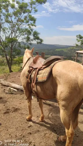 ÉGUA AVENDA