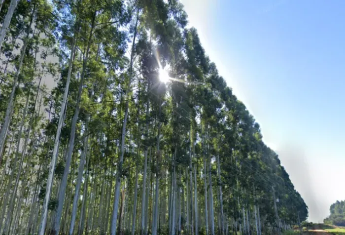 Floresta de Eucalipto Grandis em Rio Pardo/RS