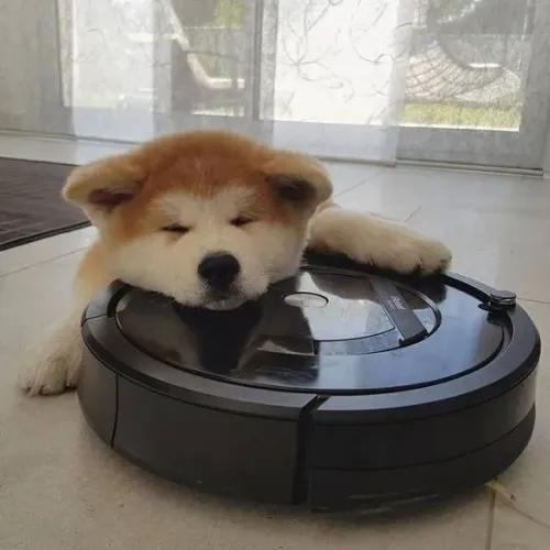 Akita Inu Machos e Femeas