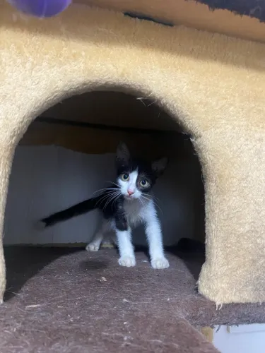 GATINHO MACHO PARA ADOÇÃO