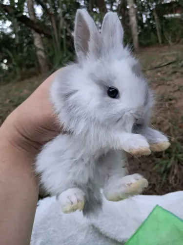 Coelho mini Leonhead fofinho 