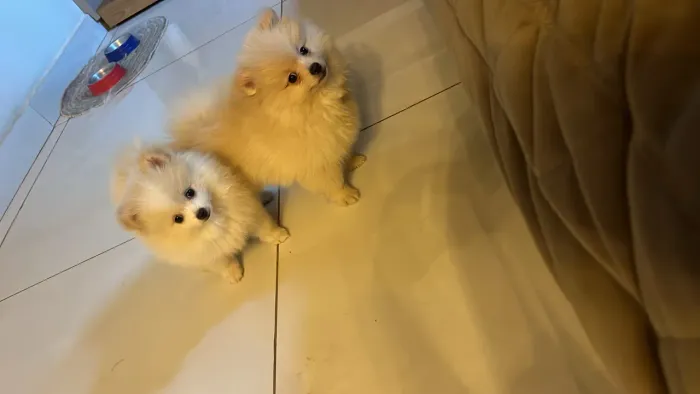 Lulu da pomeranea