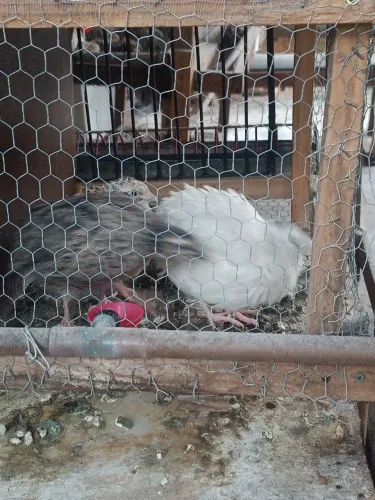 Vendo ovos férteis de codorna gigante 