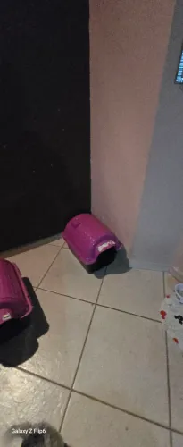 Casinha cachorro