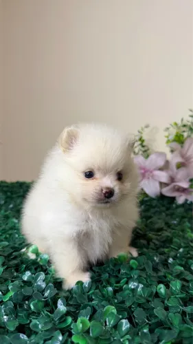 Spitz alemão anão