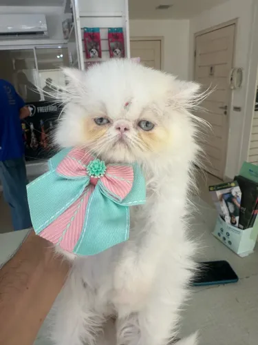 GAtOS PERSAS