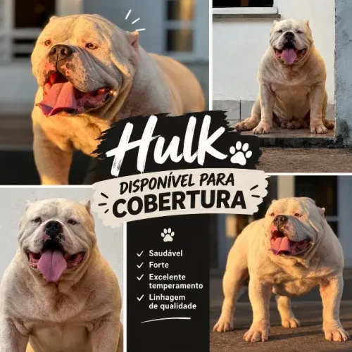 American Bully