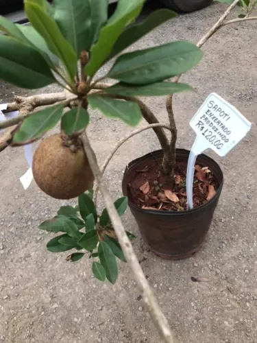 Muda de Sapoti Enxertado já Produzindo!