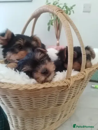 Cãozinho companheiro e alegre Yorkshire/York