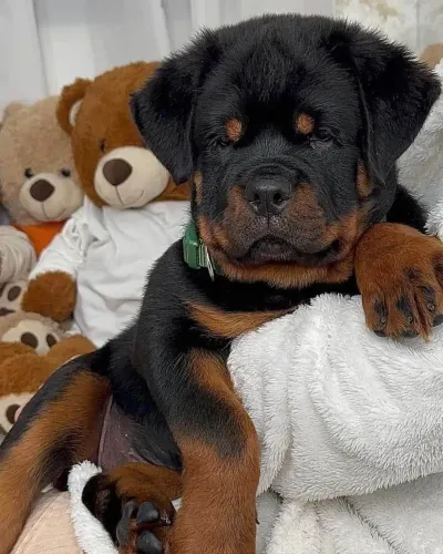 Filhote rottweiler, Seus dias nunca mais serão os mesmos com um novo amigo peludo!